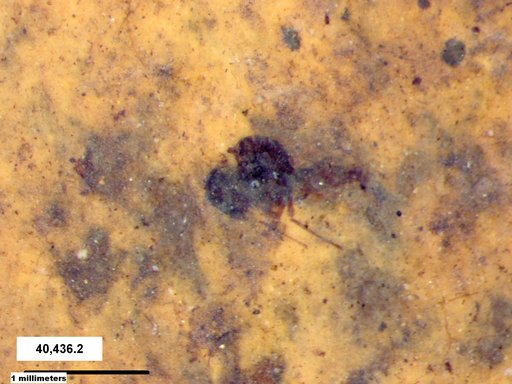 Diptera