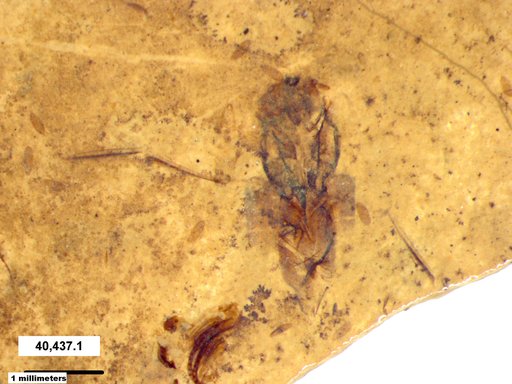 Notonectidae