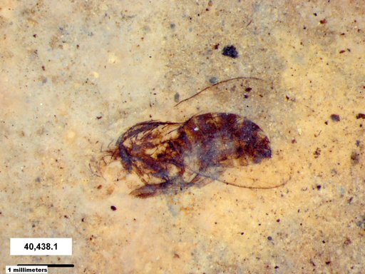 Diptera