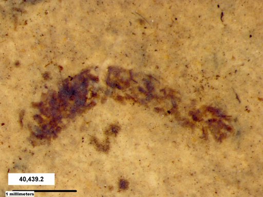 Genus sp
