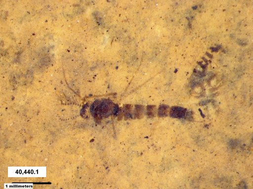 Chaoboridae