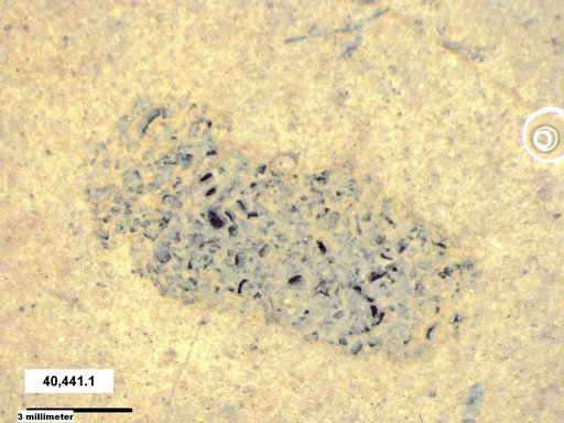 Genus sp