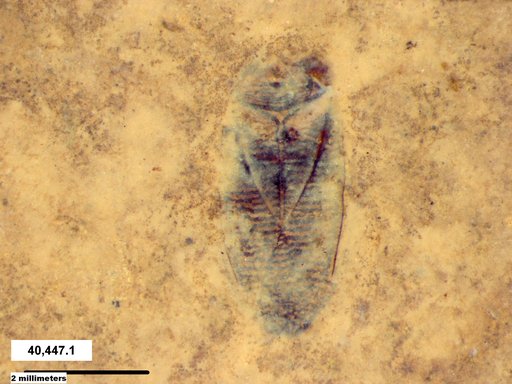 Corixidae