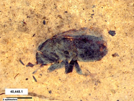 Genus sp