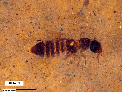 Genus sp