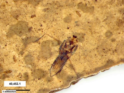 Notonectidae
