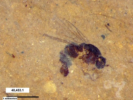 Diptera