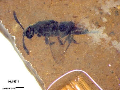 Genus sp