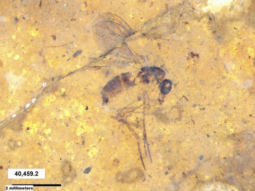 Diptera