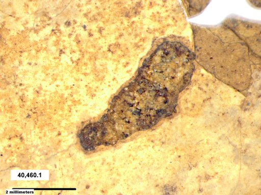Genus sp