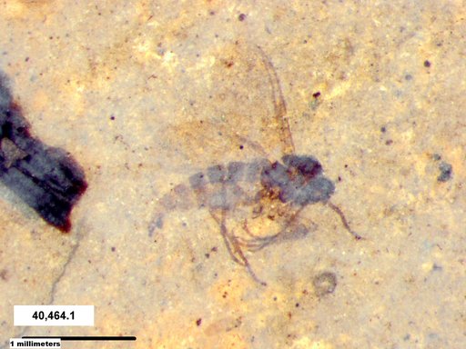 Sciaridae