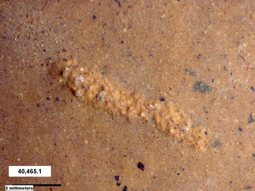 Genus sp