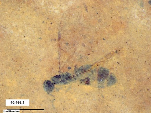 Formicidae