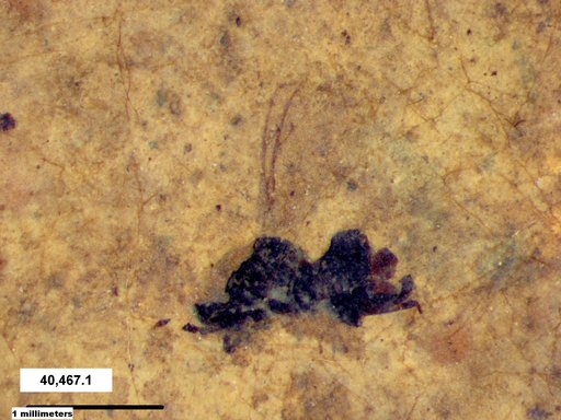 Genus sp