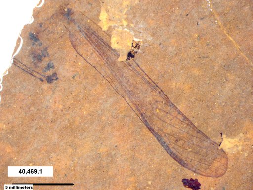 Genus sp