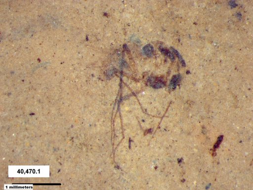 Chaoboridae