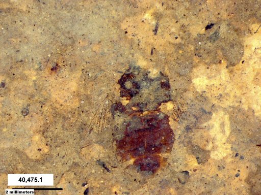 Genus sp