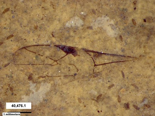 Ichneumonidae