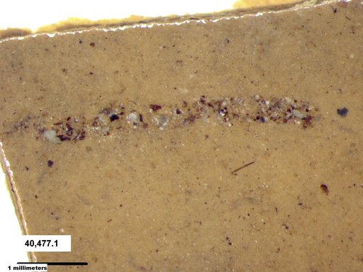 Genus sp