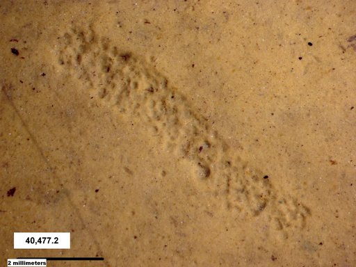 Genus sp