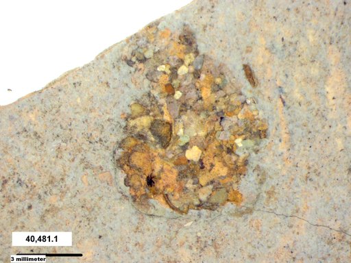 Genus sp