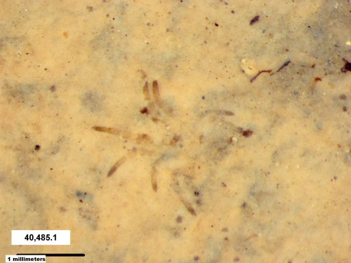 Genus sp