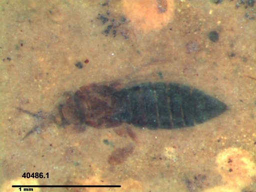Genus sp