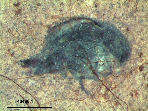 Mordellidae