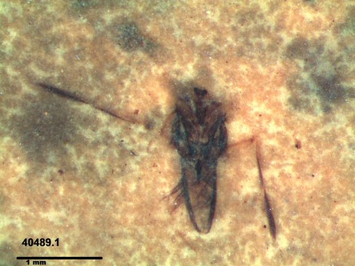 Notonectidae
