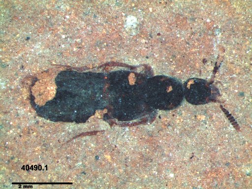 Genus sp