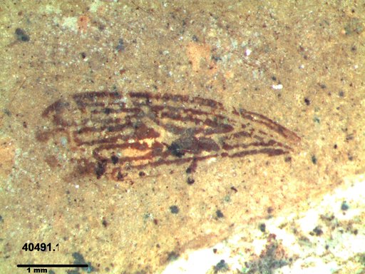 Genus sp