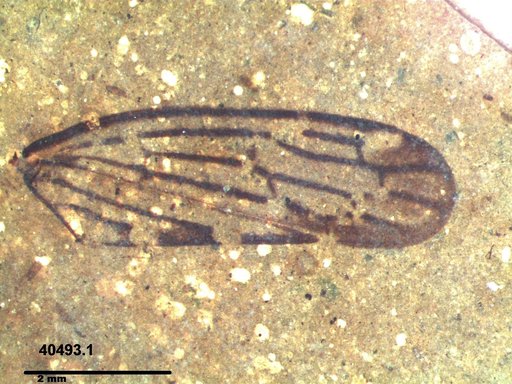 Genus sp