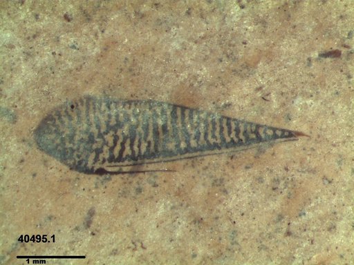 Genus sp