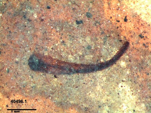 Tracheophyta