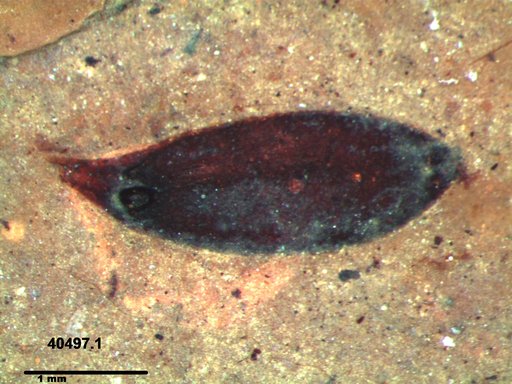 Tracheophyta