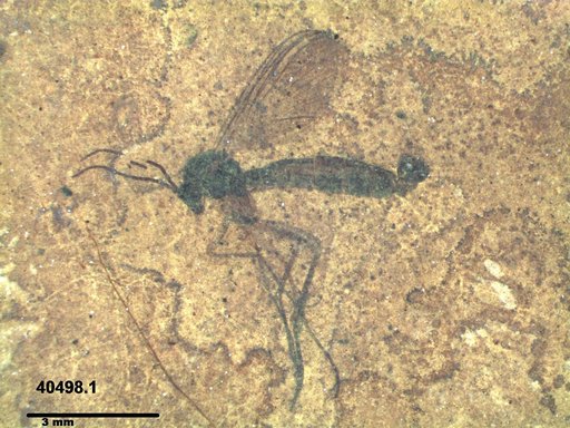 Mycetophilidae