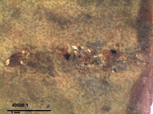 Genus sp