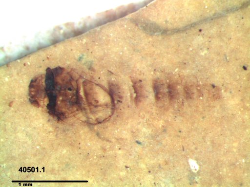 Genus sp