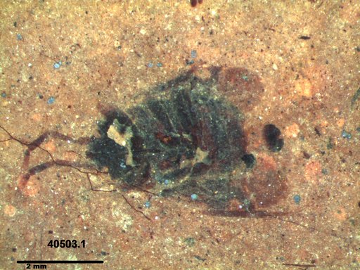 Genus sp