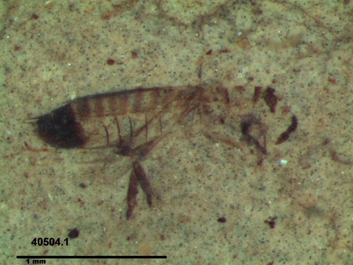 Genus sp