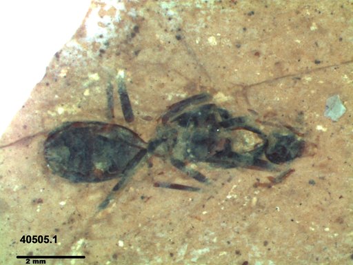 Formicidae