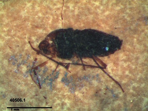 Genus sp