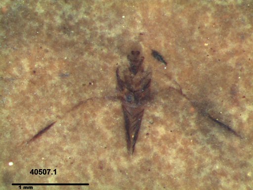 Notonectidae