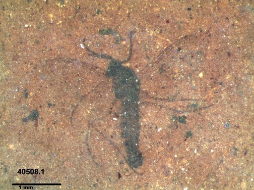 Genus sp