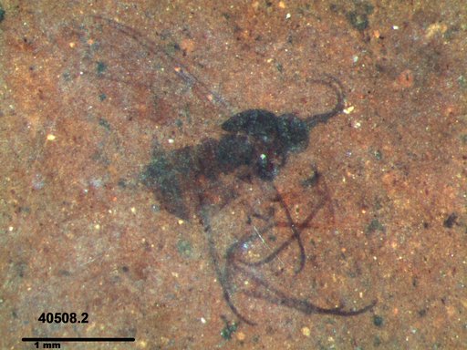Genus sp