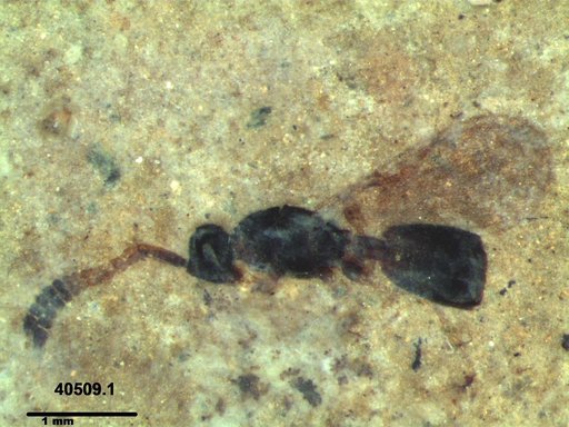 Diapriidae