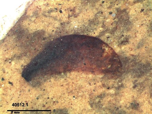 Tracheophyta