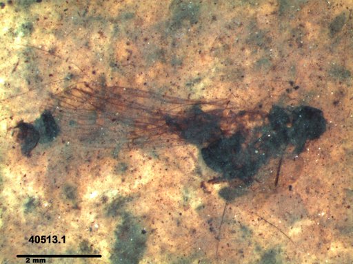 Genus sp