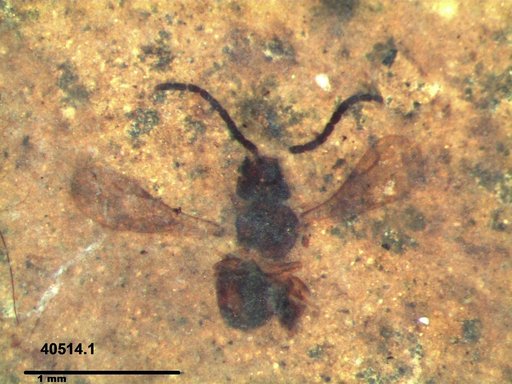 Megaspilidae