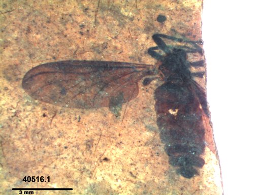 Genus sp